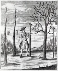 Kertészeti és növényi betegségek, illusztráció Heinrich Hesse „Neue Garten-lust” című művéből, 1696
