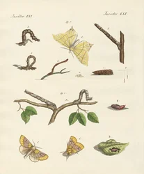 német phalaena lepkék (színes metszet)