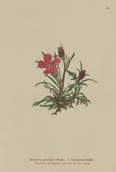Gleccser rózsaszín (Dianthus glacialis)