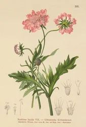 Fényes rühes (Scabiosa lucida)
