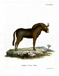 Gnu (színes metszet)