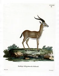Goitered Gazella (színes metszet)