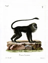 Arany Oroszlán Tamarin (színes metszet)