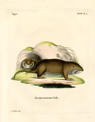 Gopher (színes metszet)