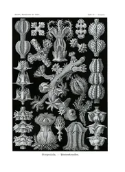 Gorgonid, 1899-1904