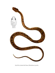 Graceful Racer (színes litó)