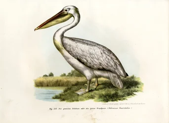 Nagy Fehér Pelikán, 1864