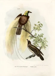 Nagy Paradicsommadár, 1864