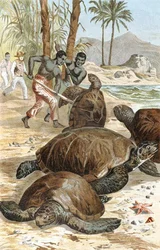Zöld teknős, lemez a "Brehms Tierleben: Allgemeine Kunde des Tierreichs", 7. kötet, 596. o., Bibliographisches Institut kiadásában