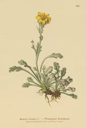 Szürke parlagfű (Senecio incanus)