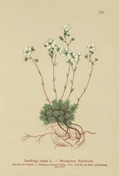 Szürke szaxifrage (Saxifraga caesia)