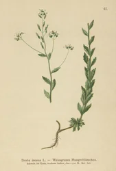 Szürke Whitlow-fű (Draba incana,)
