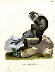 Grivet (színes metszet)