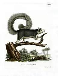 Grizzled óriásmókus (színes metszet)