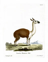 Guanakó (színes metszet)