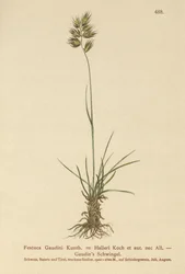Hallers csenkesz (Festuca Gaudini, Festuca Hallerie)