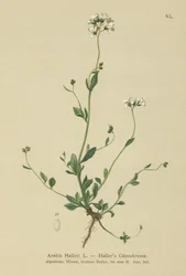 Hallers falitorma (Arabis Haller)