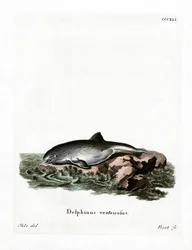 Harbor Porpoise (színes metszet)