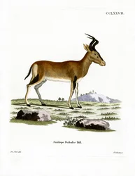 Hartebeest (színes metszet)