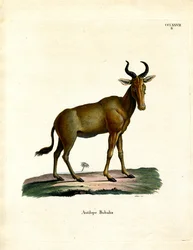 Hartebeest (színes metszet)