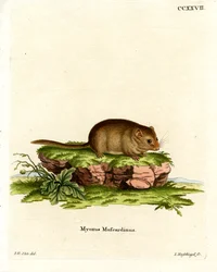 Hazel Dormouse (színes metszet)