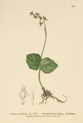 Szívlevelű Twayblade (Lestera cordata, Listera cordifolia, Neottia cordata)