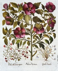 Hibiscus syriacus, büdös kamilla és a Hortus Eystettensisből, Basil Besler (1561-1629) pub. 1613