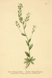 Hoary Whitlow-fű (Draba Thomasii)