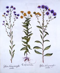 Horseweed ButterweedFleabane és European Michaelmas Daisies, a Hortus Eystettensistől, Basil Besler (1561-1629), pub. 1613 (kézzel színezett metszet)