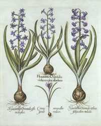 Jácint és őszi sáfrány, a Hortus Eystettensisből, Basil Besler (1561-1629), pub. 1613 (kézzel színezett metszet)