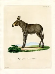 Hibrid Zebra (színes gravírozás)