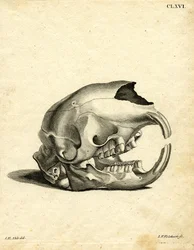 Hyrax koponya (színes metszet)