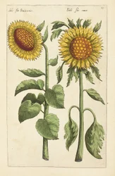 Illusztráció a "Florilegium ... különböző virágok és más indexnövények kezelése élénken két részből és négy nyelven elrendezettként"