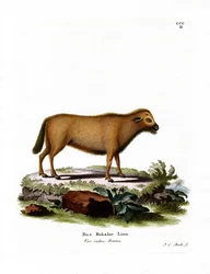 Indian Water Buffalo (színes metszet)