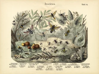 Rovarok, 1860 körül