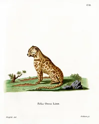 Jaguár (színes gravírozás)