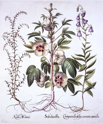 Jamaica sóska, harangvirág és tüskés sófű, a Hortus Eystettensisből, Basil Besler (1561-1629), pub. 1613 (kézzel színezett metszet)