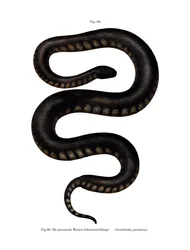 Java File Snake (színes litho)