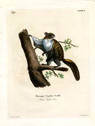 Jávai repülő mókus (színes metszet)