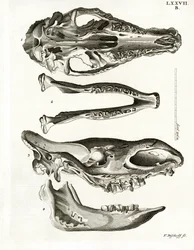 Jaw Bones (színes gravírozás)