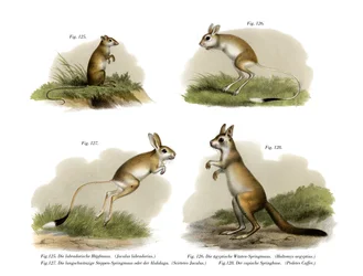 Jerboa, 1860