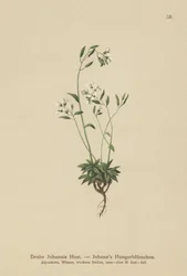 Johns Whitlow-grass (Draba Johannis)