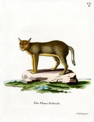 Jungle Cat (színes metszet)