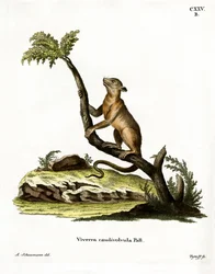 Kinkajou (színes metszet)