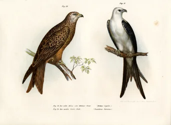 Kite, 1864