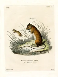 Labrador Jumping Mouse (színes metszet)