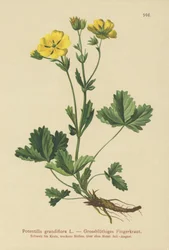 Nagy virágú potentilla (Potentilla grandiflora)