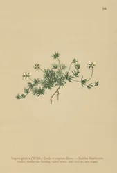 Gyöngyfű (Sagina glabra, Sagina repens)