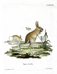 Kis egyiptomi jerboa (színes metszet)
