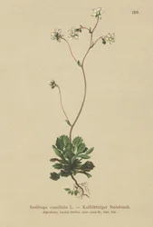 Kis-Londoni büszkeség (Saxifraga cuneifolia)